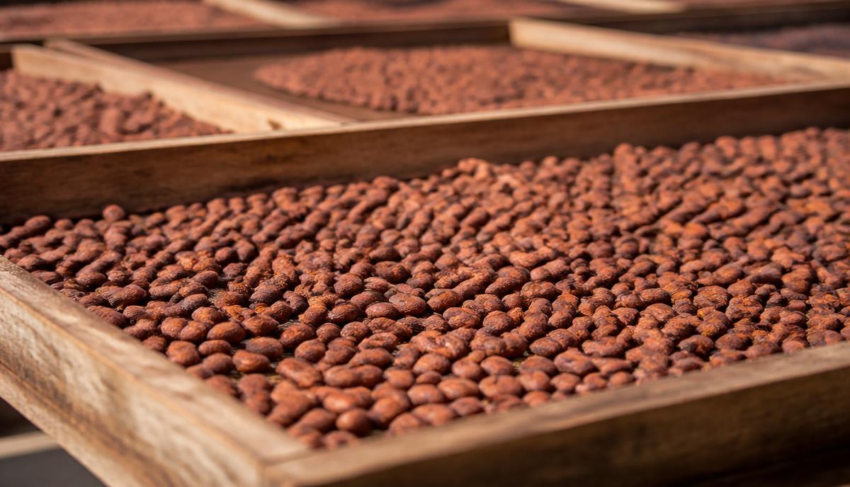 Décryptage : comprendre la filière cacao en 5 minutes